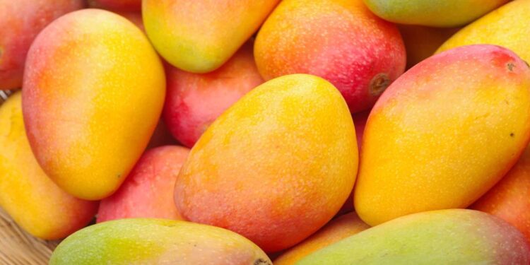Japan Mango Ban: जापान ने भारतीय आमों पर लगाया बैन, जानिए वहां किस आम की सबसे ज्यादा डिमांड