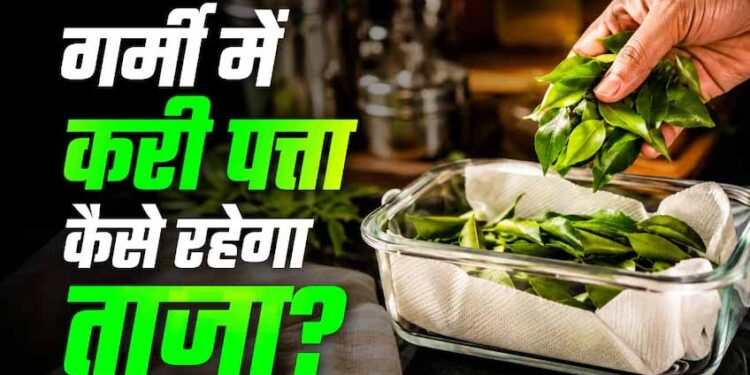 करी पत्ता स्टोर करने के आसान तरीके: महीनों तक रहेगा फ्रेश और हरा-भरा