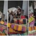 साड़ियों के ढेर के नीचे छिपा TMC नेता गिरफ्तार, हावड़ा में वीडियो वायरल