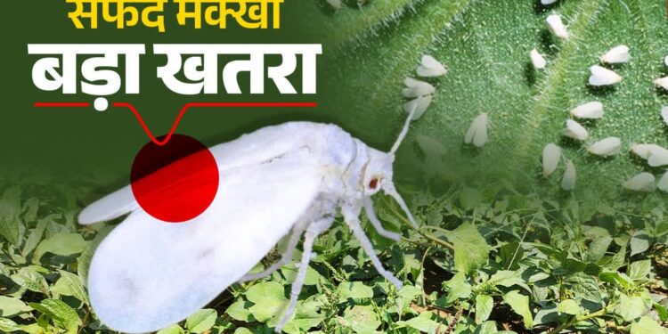 गन्ने में सफेद मक्खी के प्रकोप पर वैज्ञानिकों की सलाह: कीट नियंत्रण के लिए मौसम साफ होने पर करें छिड़काव…