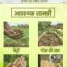 सीड बॉल अभियान- हरियाली बढ़ाने का सरल और प्रभावी माध्यम….
