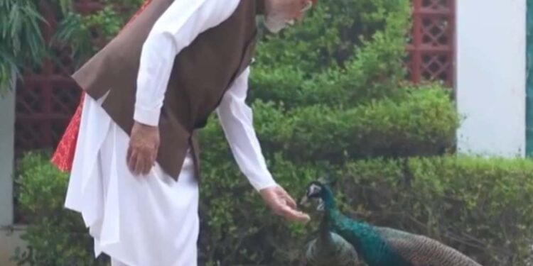 PM मोदी ने शेयर किया खास वीडियो, गायों को चारा और मोरों को खिलाया दाना