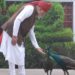 PM मोदी ने शेयर किया खास वीडियो, गायों को चारा और मोरों को खिलाया दाना