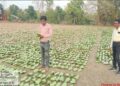 तेन्दूपत्ता संग्रहण की नई पहल से अबुझमाड़ के 22 गांवों को मिला लाभ, गांव के पास खुला फड़, 365 संग्राहकों को मिला सीधा आर्थिक लाभ….