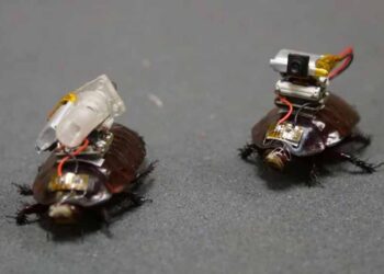 Cockroach Drone: इजरायल की रोबोटिक कीड़ों की रिसर्च, कॉकरोच ड्रोन पर हो रहा काम