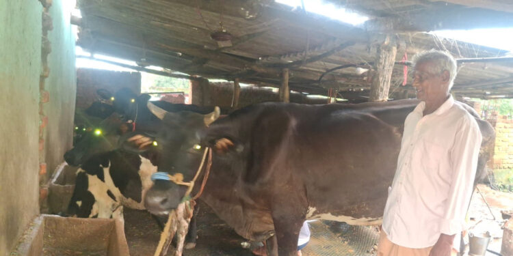 पीएम किसान सम्मान निधि की बचत से खरीदी पहली गाय, आज 10 गायों के साथ आत्मनिर्भर बने 75 वर्षीय परशुराम गुप्ता….