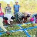 तसर पालन से बढ़ेंगे ग्रामीणों की आमदनी के अवसर, बीजापुर में 13 हितग्राहियों को स्वस्थ डिम्ब समूह वितरण के साथ मिली आर्थिक सहायता…..