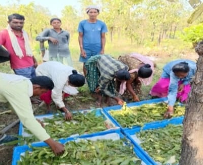 तसर पालन से बढ़ेंगे ग्रामीणों की आमदनी के अवसर, बीजापुर में 13 हितग्राहियों को स्वस्थ डिम्ब समूह वितरण के साथ मिली आर्थिक सहायता…..